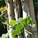 Erythrina lysistemon Kéreg/szár
