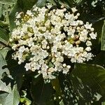 Viburnum rigidum Fleur