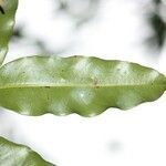 Syzygium cordemoyi Hoja