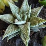 Haworthia limifolia Leaf