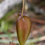 Erythronium citrinum Frutto