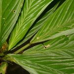 Hylaeanthe unilateralis Hoja