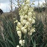 Yucca gloriosaÇiçek