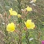 Oenothera × fallax Blomma