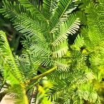 Acacia decurrens 葉