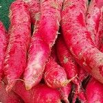 Raphanus raphanistrum Other