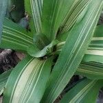 Billbergia pyramidalis Leaf