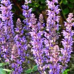 Salvia nemorosa Flor