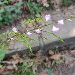Hylodesmum glutinosum Flower