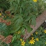 Rudbeckia laciniata Alkat (teljes növény)