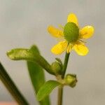 Ranunculus sceleratus Õis