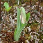 Cypripedium candidum Habitatea