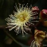 Syzygium tontoutaense Flower