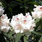 Rhododendron morii Blüte