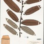 Guatteria discolor Hoja