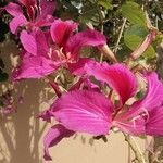 Bauhinia purpureaКветка