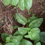 Ocimum basilicum Leaf