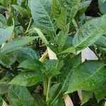 Brugmansia × candida Lehti