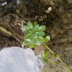 Callitriche brutia Likasa