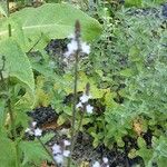 Verbena officinalis आदत