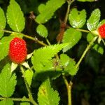 Rubus rosifolius ഫലം