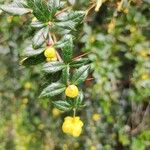 Berberis verruculosa Leaf