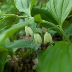 Polygonatum latifolium 花