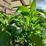 Nicotiana tabacum Blad