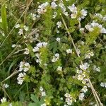 Euphrasia officinalis花