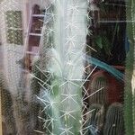 Stenocereus stellatus Alkat (teljes növény)