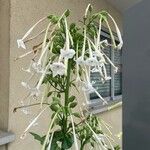 Nicotiana sylvestris Blomma