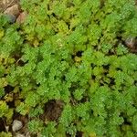 Alchemilla australis ഇല