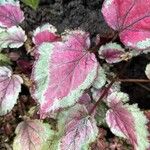 Begonia rex Flower