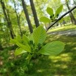 Nyssa sylvatica Leaf