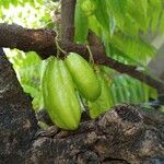 Averrhoa bilimbi Fruchs