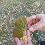 Acer neapolitanum List