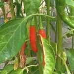 Capsicum frutescens Frugt