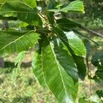 Quercus variabilis 叶