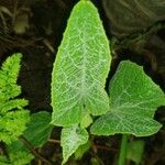 Cucurbita foetidissima Blad