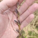 Salix gracilistyla പുഷ്പം