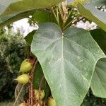 Paulownia tomentosaBlatt