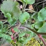 Saxifraga granulata Hoja