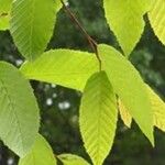 Carpinus caroliniana ഇല