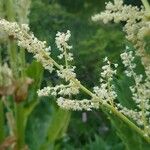 Rheum palmatum Blüte