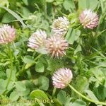 Trifolium isthmocarpum Habit