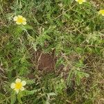 Tribulus zeyheri Habit