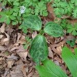 Trillium sessile 叶