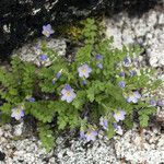 Polemonium pulcherrimum Habitat