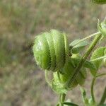 Medicago scutellata Frugt