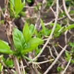 Coptosperma graveolens Liść